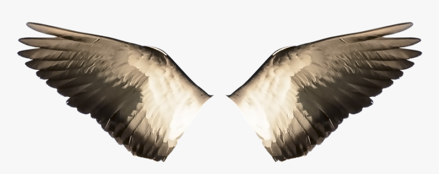 Wings, Wings Ave, Ave, Bird, Flight, Freedom, Flying - Bloodstained Ritual Of The Night Familiars, HD Png Download