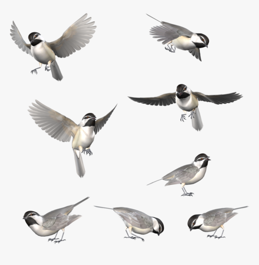 Transparent Chickadee Png - Flying Black Capped Chickadee, Png Download