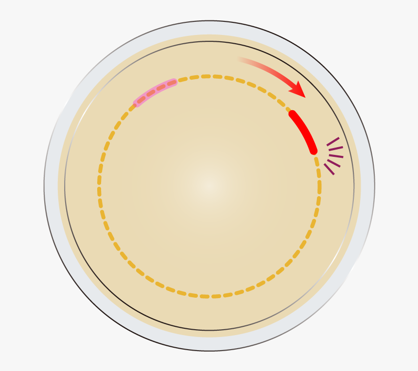Circle, HD Png Download