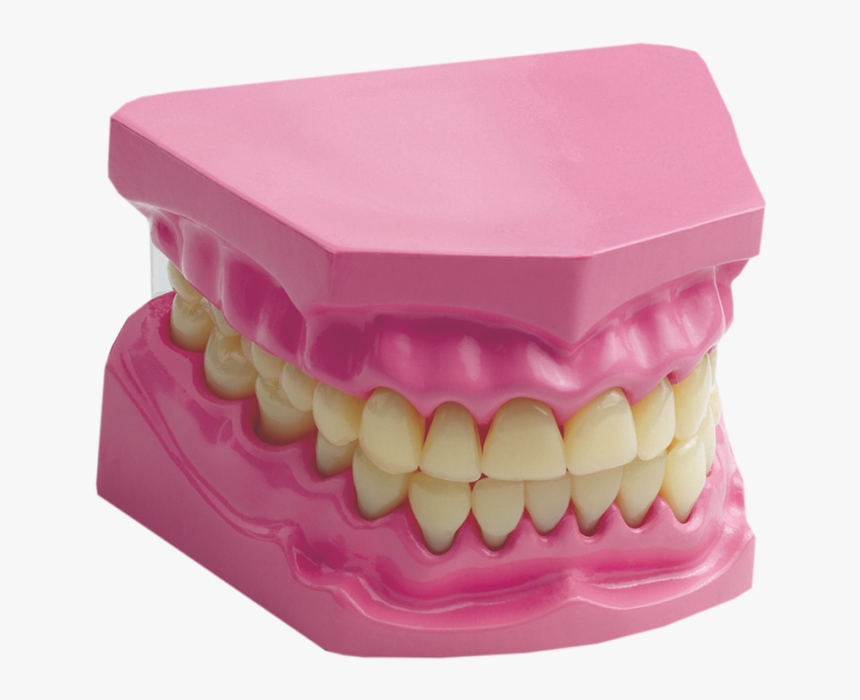 Transparent Human Teeth Png - Science Edu Toys Giant Dental Care Model, Png Download