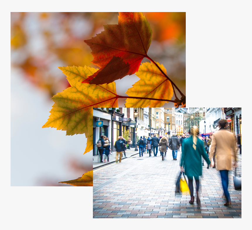 Fall Color Palette, HD Png Download