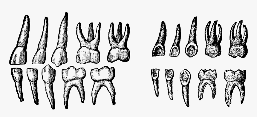 Deciduous Teeth, HD Png Download