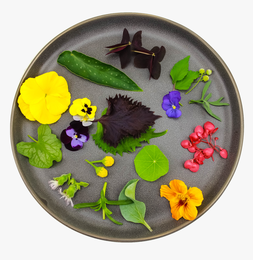 Viola, HD Png Download