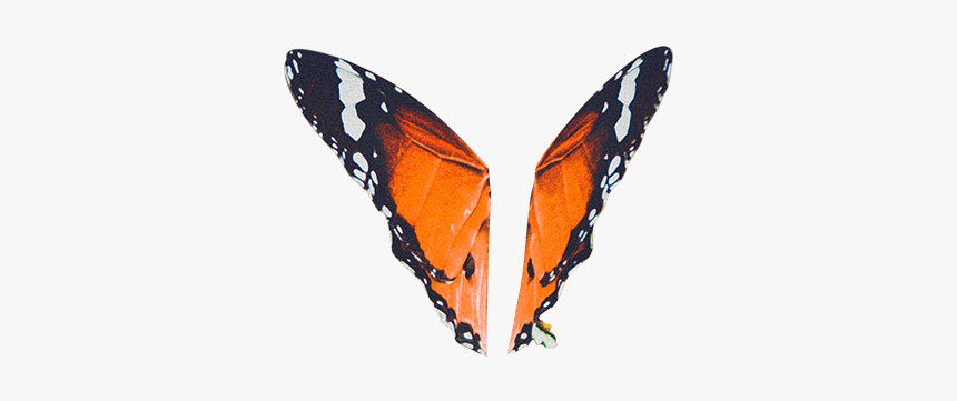 Butterfly - Monarch Butterfly, HD Png Download