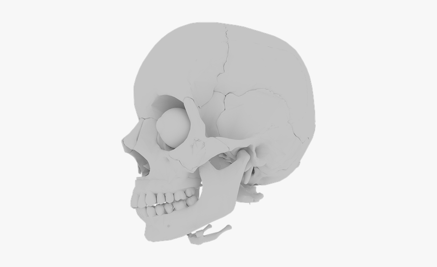 Skull, Orbit, Skeleton, Bone, Teeth, Medical, Human - Skull, HD Png Download