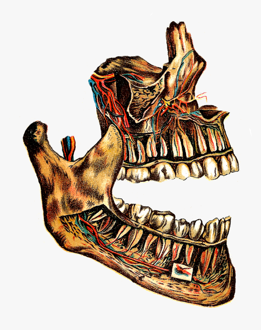I Think This Vintage Human Jaw Bone And Circulatory - Human Teeth, HD Png Download