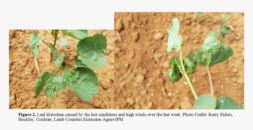 Agriculture, HD Png Download