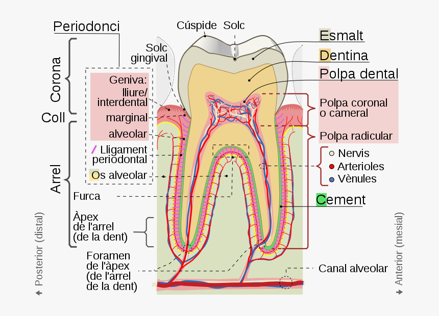 Cross Sections Of Teeth Cat - Tooth Cusp, HD Png Download
