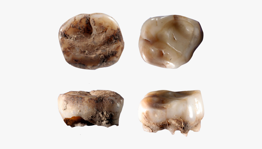 Food, HD Png Download