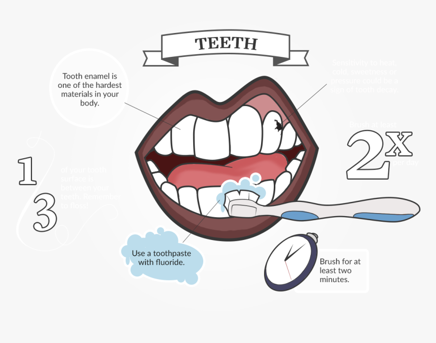 Tour Of The Mouth, HD Png Download