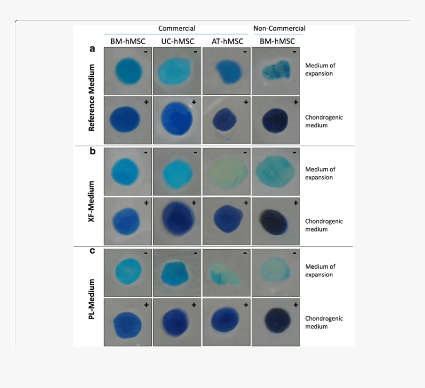 Chondrogenic Differentiation Of Human Mesenchymal Stem - Stem Cell Differentiation Chondrocyte, HD Png Download