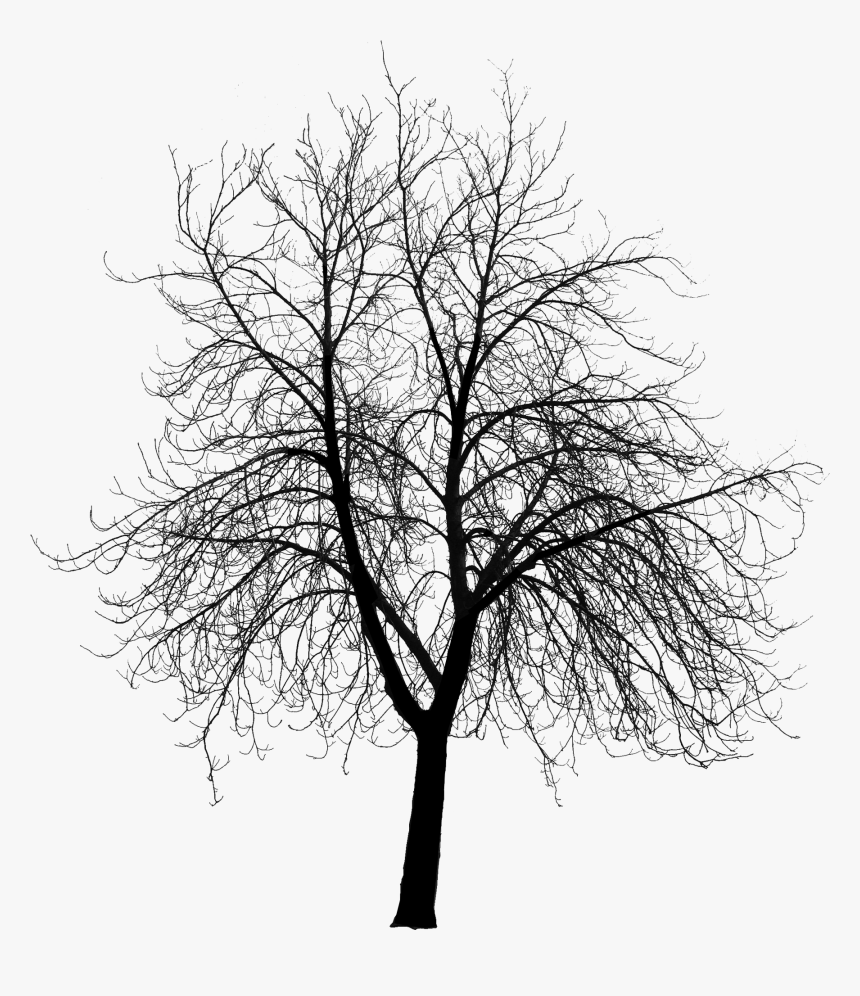 Course Content Visualizing Landscape Dynamics / Dynamic - Dead Tree Silhouette Png, Transparent Png