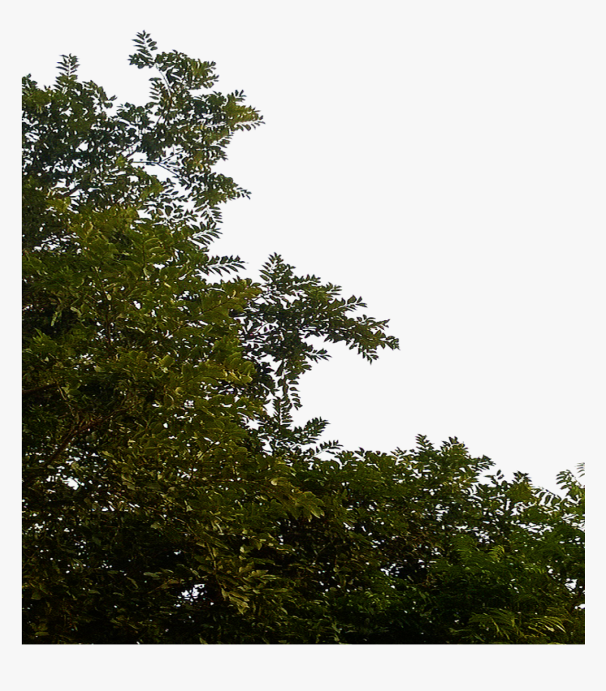 Transparent Foliage Png - Transparent Forest Tree Png, Png Download