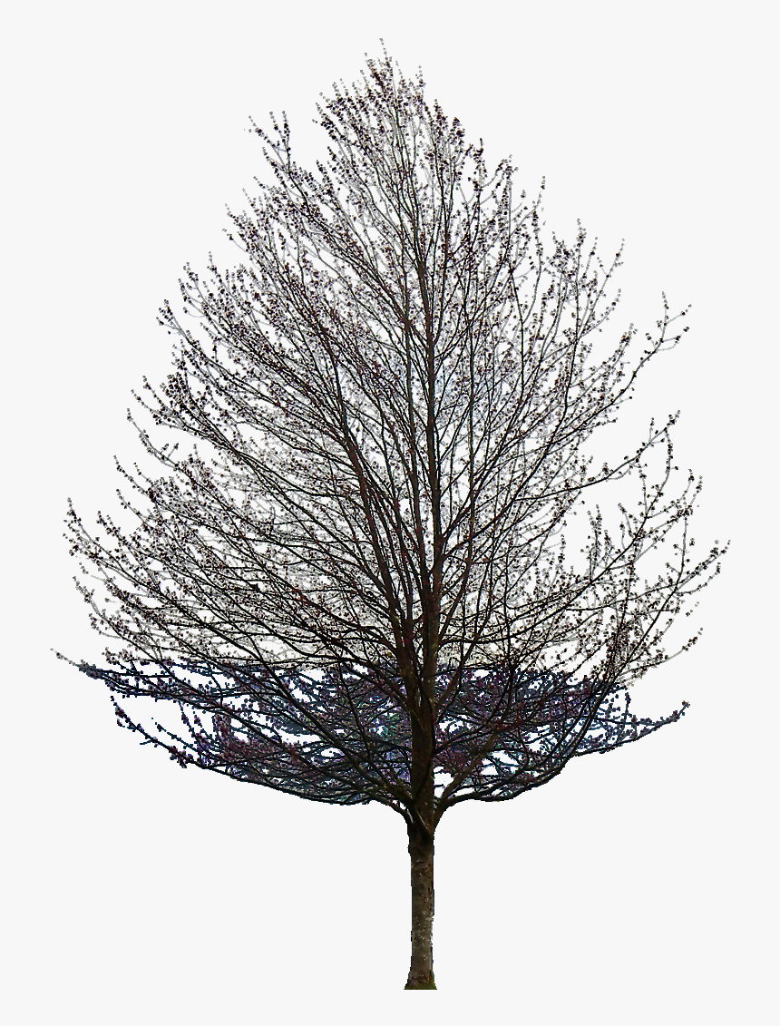Limitless Providing The Energy Is There - Tree Without Leaves Transparent, HD Png Download