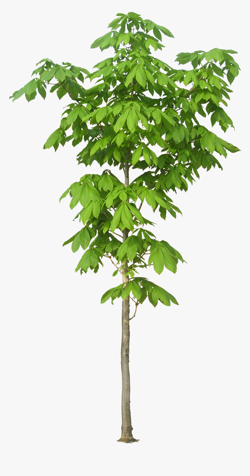 Kapok Tree Trees Luxuriant Free Png Hq - Kapok Tree Leaf, Transparent Png