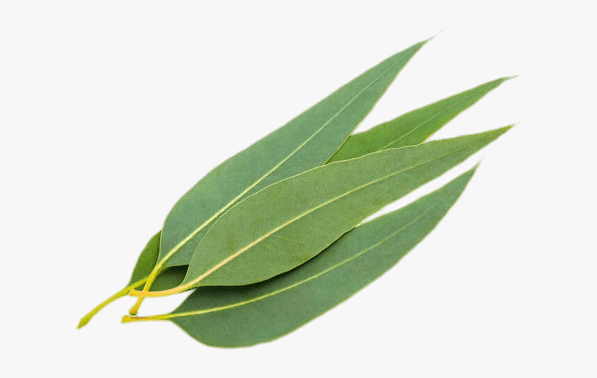 Eucalyptus Leaves Png - Eucalyptus Leaves, Transparent Png