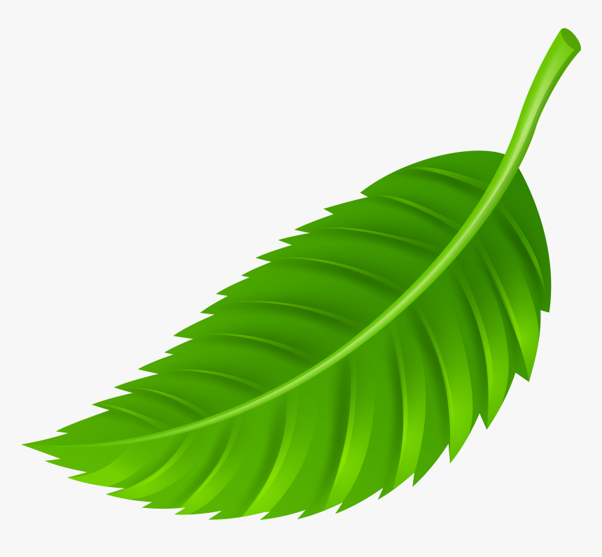 Leaf Png Clip Art, Transparent Png