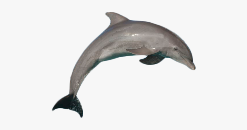 Dolphin With No Background, HD Png Download