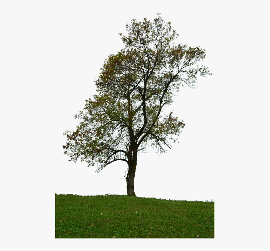 Transparent Png Backround - Oak, Png Download