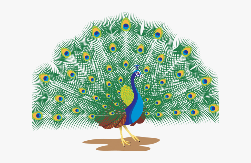 Peacock Clipart Peacock Dance - Peacock With White Background, HD Png Download