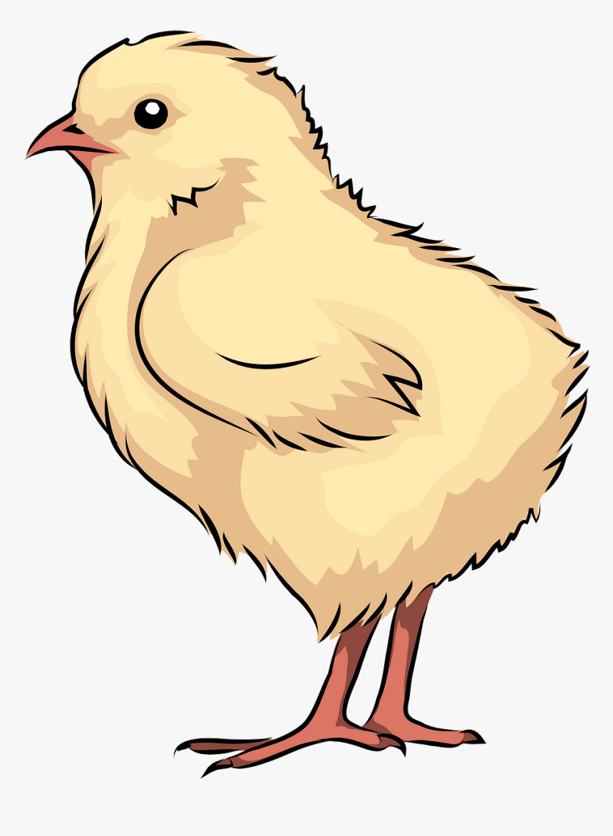 Chicken, HD Png Download