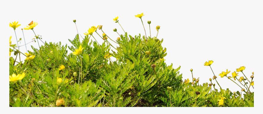 Dandelion Clip Art Pictures - Wild Flowers No Background, HD Png Download