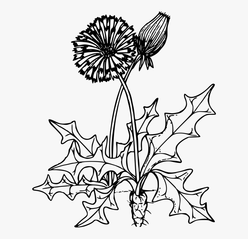Clip Art Dandelion Outline - Dandelion Clipart Black And White, HD Png Download