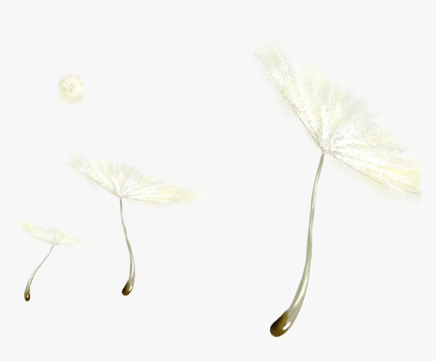 And White Black Dandelion Free Clipart Hq Clipart - Headpiece, HD Png Download