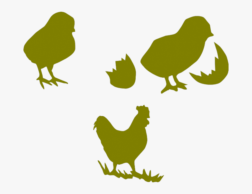 Chicken Cock Poultry Hen Transparent Png Images - Poultry Farm Chicks Logo, Png Download