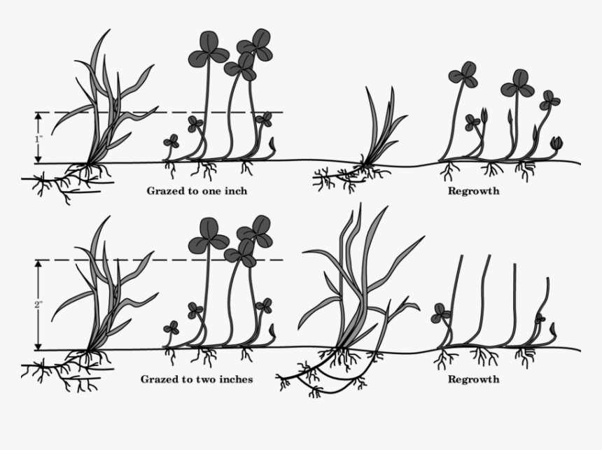 Line Art, HD Png Download