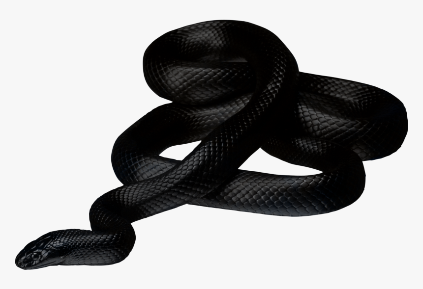 Black Snake Png, Transparent Png
