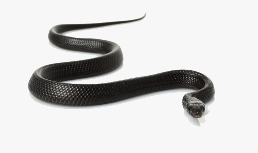 Transparent Cobra Snake Png - Snakes In Madhya Pradesh, Png Download