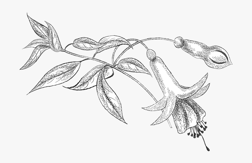 Pencil Png, Colouring, Coloring Books, Flower Patterns, - Line Art, Transparent Png