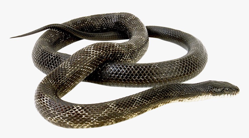 Snake Png Image - Snake Png Transparent, Png Download