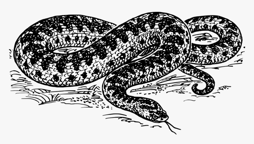 Snake Reptile Dangerous Hiss Wildlife Viper - Anaconda Black And White Clipart, HD Png Download