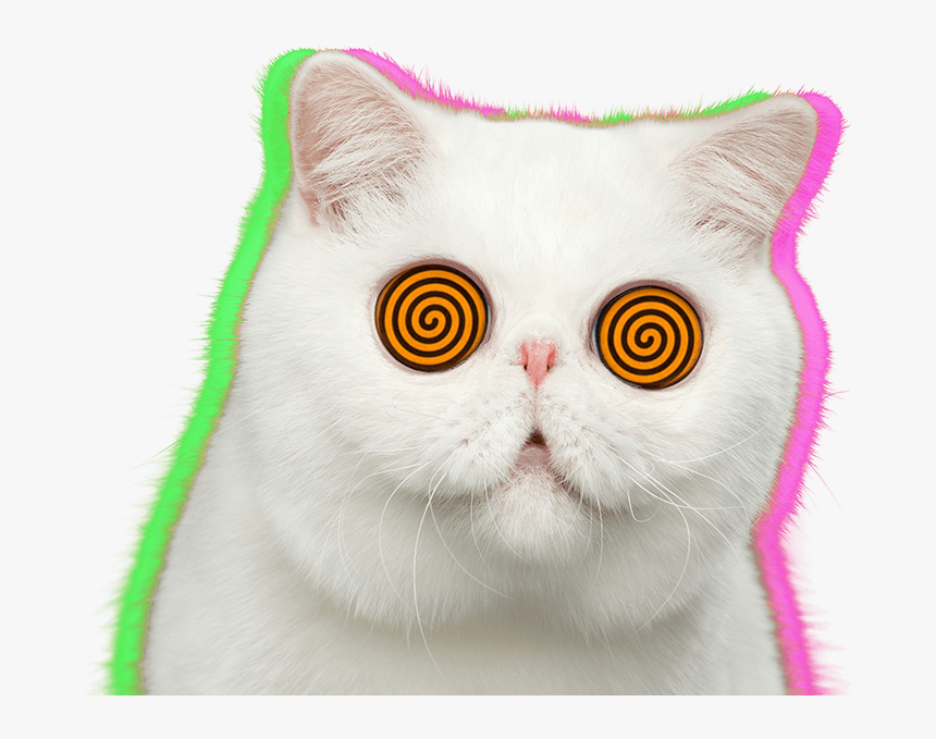 Domestic Short-haired Cat, HD Png Download