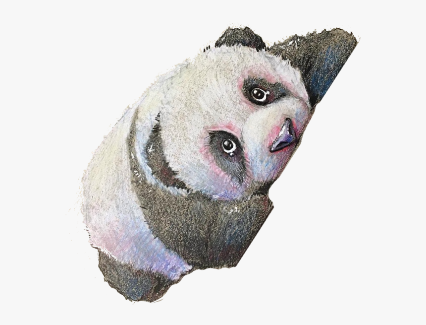 Monthly Subscription - Panda, HD Png Download