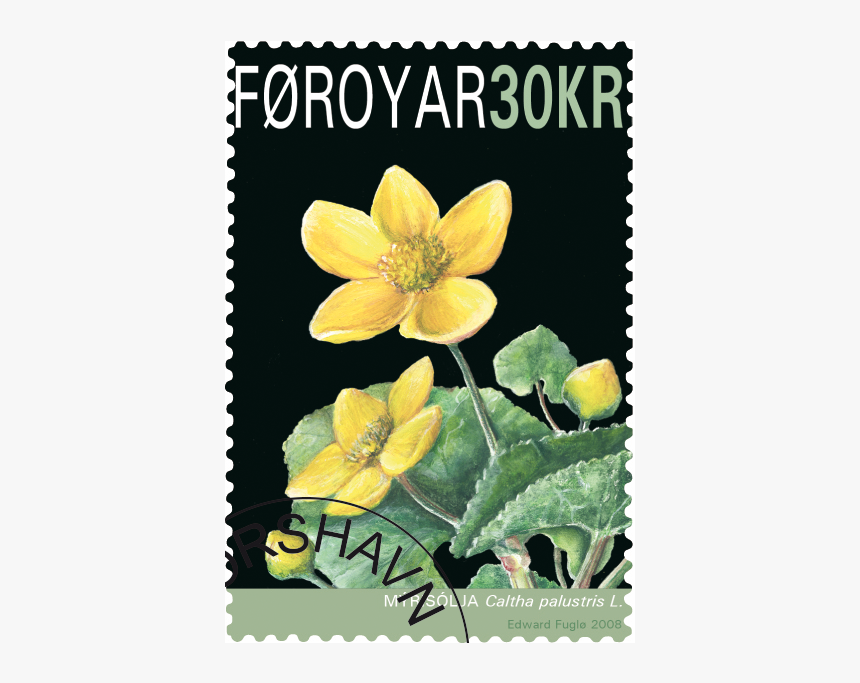 Faroe Islands National Flower, HD Png Download