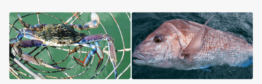 Pacific Sturgeon, HD Png Download