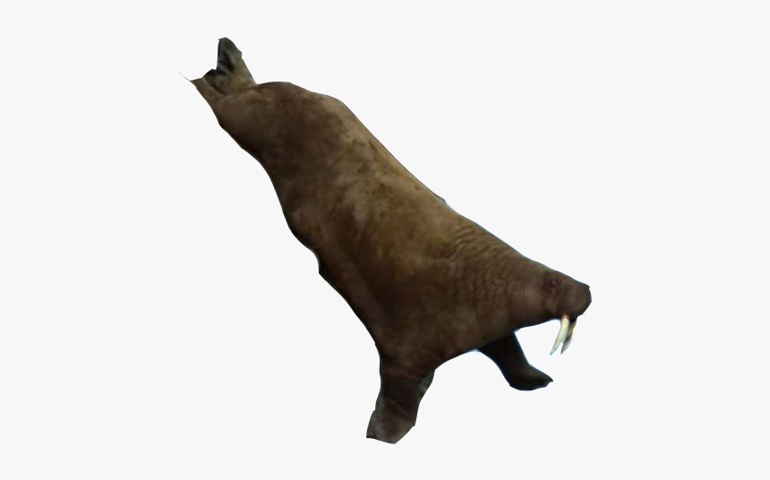 Elephant Seals, HD Png Download