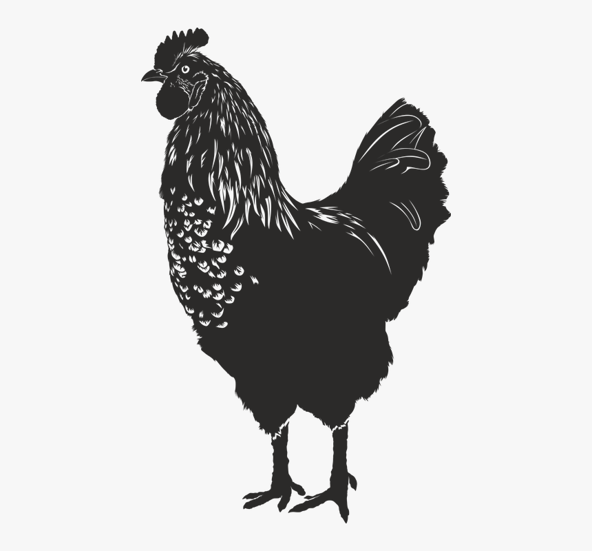 Hen, Silhouette, Black, Isolated Form, Animal, Shadow - Gallina Silueta Png, Transparent Png