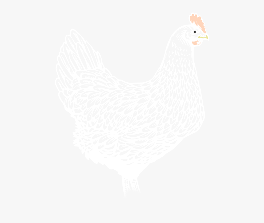 Image Of Chicken Rooster - Rooster, HD Png Download