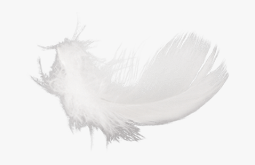 Free Png Feather Png Images Transparent - Macro Photography, Png Download
