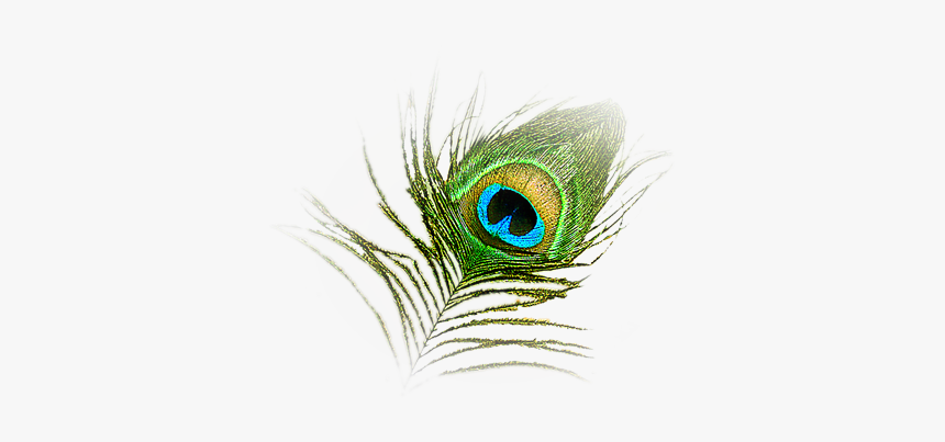 Hd Peacock Image In Our System - Peacock Feather Krishna Logo, HD Png Download