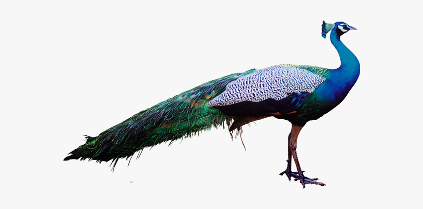 Peacock Psd Image Free - Peacock Transparent, HD Png Download