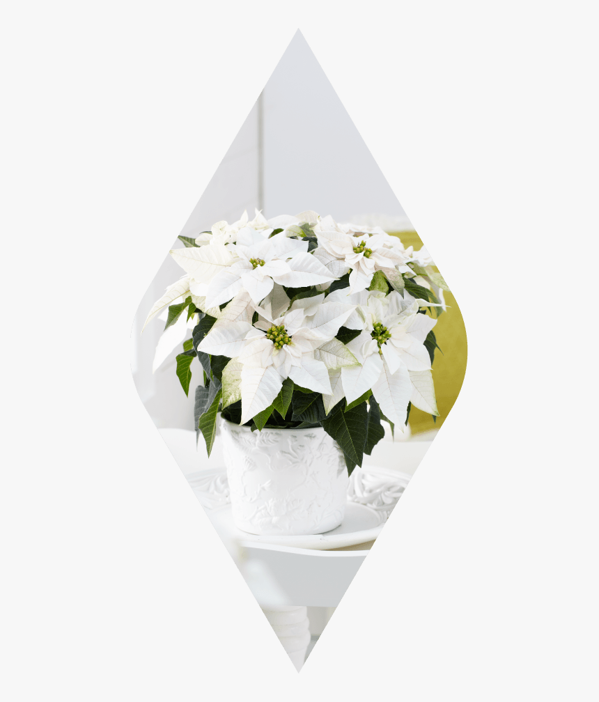 Poinsettia, HD Png Download