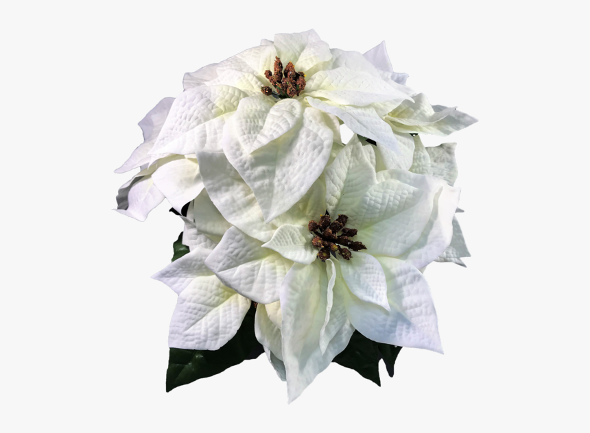 Poinsettia, HD Png Download