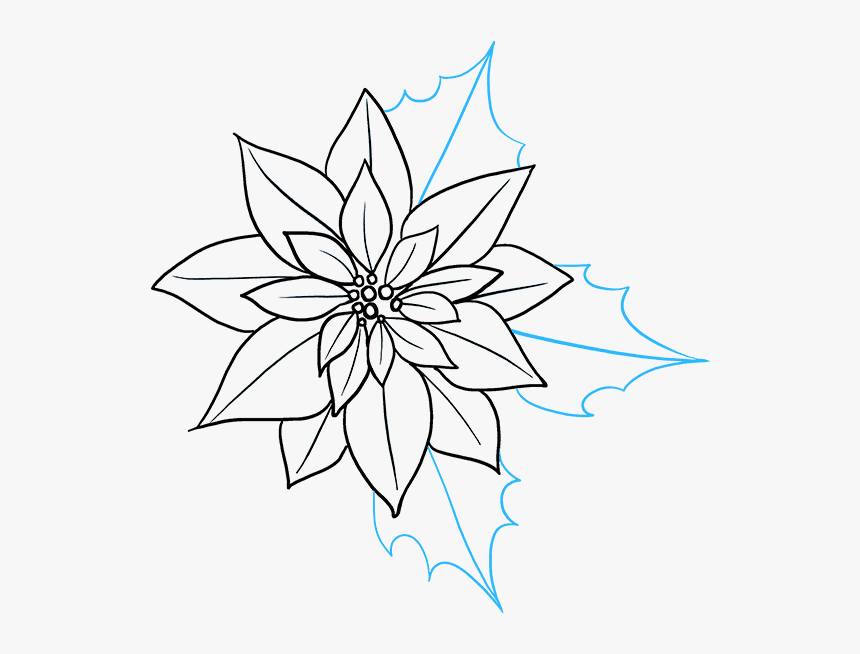 How To Draw Poinsettia - Poinsettia Drawing, HD Png Download