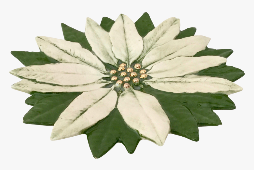Transparent Poinsettia Clipart - African Daisy, HD Png Download