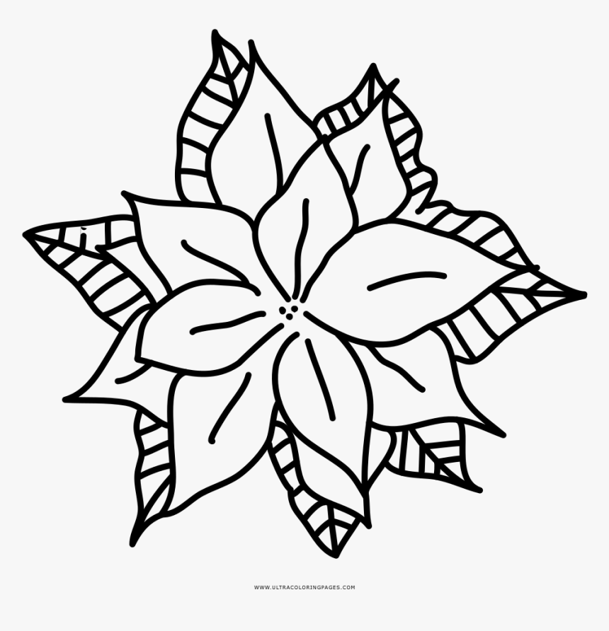 Poinsettia Coloring Page - Floral Design, HD Png Download
